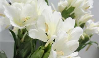 白色治愈系女生头像